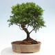 Vonkajší bonsai - Juniperus chinensis Itoigawa -Jalovec čínsky - 3/4