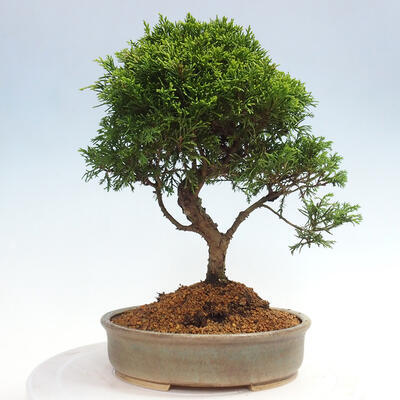 Vonkajší bonsai - Juniperus chinensis Itoigawa -Jalovec čínsky - 3