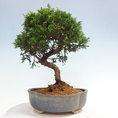 Vonkajší bonsai - Juniperus chinensis Itoigawa -Jalovec čínsky - 3