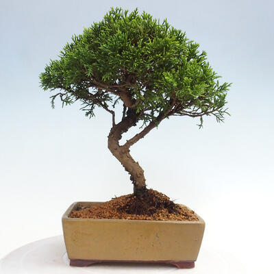 Vonkajší bonsai - Juniperus chinensis Itoigawa -Jalovec čínsky - 3