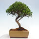 Vonkajší bonsai - Juniperus chinensis Itoigawa -Jalovec čínsky - 3/4