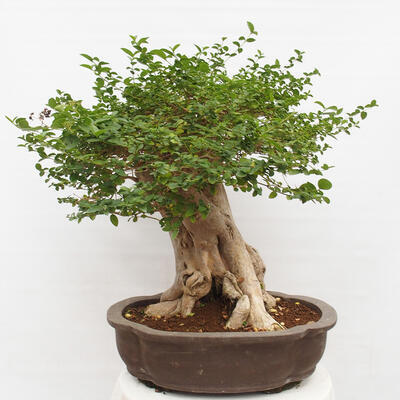 Izbová bonsai - Premna serratifolia - Kozlovoň malolistá - 3