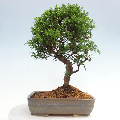 Vonkajší bonsai - Juniperus chinensis Itoigawa -Jalovec čínsky - 3