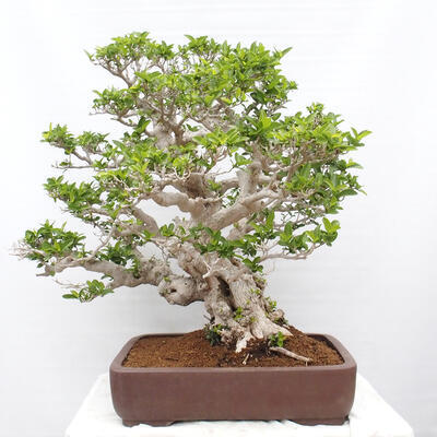 Izbová bonsai - Premna serratifolia - Kozlovoň malolistá - 3