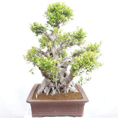 Izbová bonsai - Ficus retusa - malolistý fikus - 3