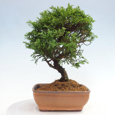 Vonkajší bonsai - Juniperus chinensis Itoigawa -Jalovec čínsky - 3