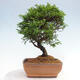 Vonkajší bonsai - Juniperus chinensis Itoigawa -Jalovec čínsky - 3/4