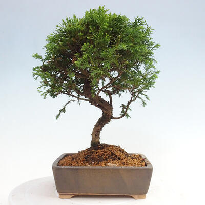 Vonkajší bonsai - Juniperus chinensis Itoigawa -Jalovec čínsky - 3