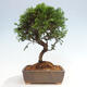 Vonkajší bonsai - Juniperus chinensis Itoigawa -Jalovec čínsky - 3/4