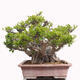 Izbová bonsai - Ficus retusa - malolistý fikus - 3/6