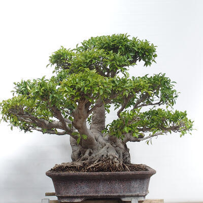 Izbová bonsai - Ficus retusa - malolistý fikus - 3