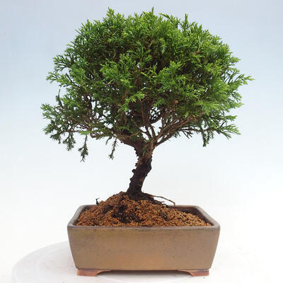 Vonkajší bonsai - Juniperus chinensis Itoigawa -Jalovec čínsky - 3