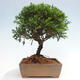 Vonkajší bonsai - Juniperus chinensis Itoigawa -Jalovec čínsky - 3/4