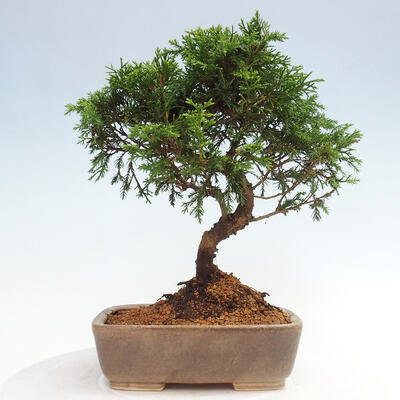 Vonkajší bonsai - Juniperus chinensis Itoigawa -Jalovec čínsky - 3