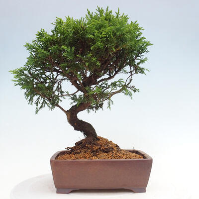 Vonkajší bonsai - Juniperus chinensis Itoigawa -Jalovec čínsky - 3