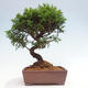 Vonkajší bonsai - Juniperus chinensis Itoigawa -Jalovec čínsky - 3/4