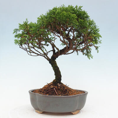 Vonkajší bonsai - Juniperus chinensis Itoigawa -Jalovec čínsky - 3