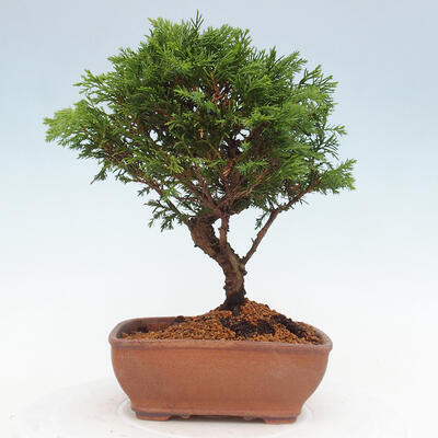 Vonkajší bonsai - Juniperus chinensis Itoigawa -Jalovec čínsky - 3