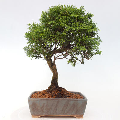 Vonkajší bonsai - Juniperus chinensis Itoigawa -Jalovec čínsky - 3