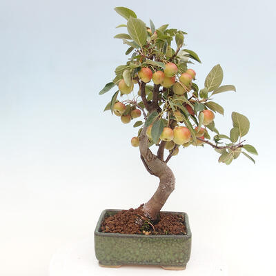 Vonkajší bonsai -Malus halliana - Maloplodá jabloň - 3