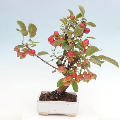 Vonkajší bonsai -Malus halliana - Maloplodá jabloň - 3