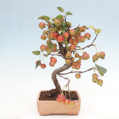 Vonkajší bonsai -Malus halliana - Maloplodá jabloň - 3