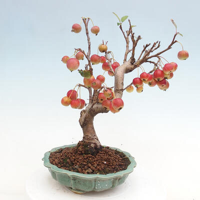 Vonkajší bonsai -Malus halliana - Maloplodá jabloň - 3