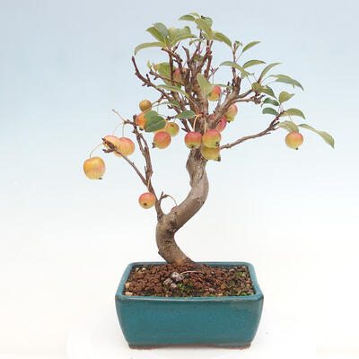 Vonkajší bonsai -Malus halliana - Maloplodá jabloň - 3