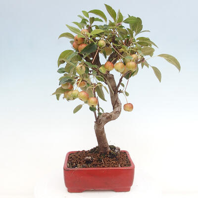 Vonkajší bonsai -Malus halliana - Maloplodá jabloň - 3