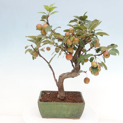 Vonkajší bonsai -Malus halliana - Maloplodá jabloň - 3