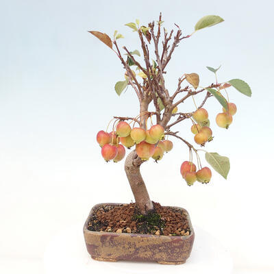 Vonkajší bonsai -Malus halliana - Maloplodá jabloň - 3