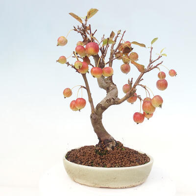 Vonkajší bonsai -Malus halliana - Maloplodá jabloň - 3