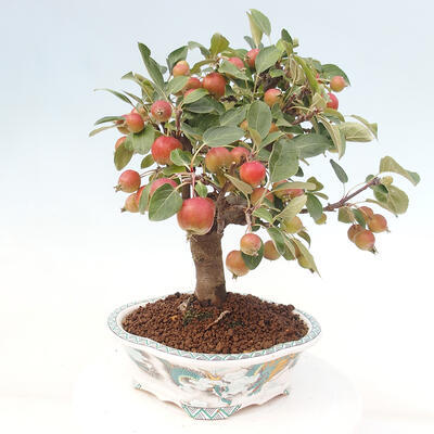 Vonkajší bonsai -Malus halliana - Maloplodá jabloň - 3