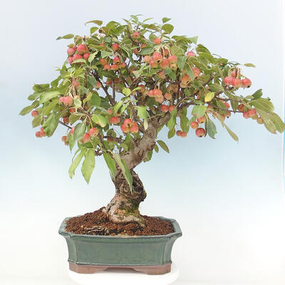 Vonkajší bonsai -Malus halliana - Maloplodá jabloň - 3