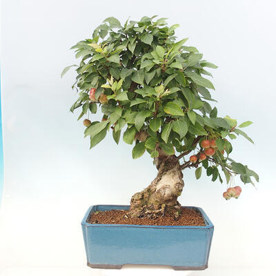 Vonkajší bonsai -Malus halliana - Maloplodá jabloň - 3