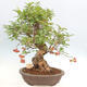 Vonkajší bonsai -Malus halliana - Maloplodá jabloň - 3/6