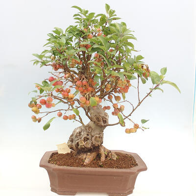 Vonkajší bonsai -Malus halliana - Maloplodá jabloň - 3