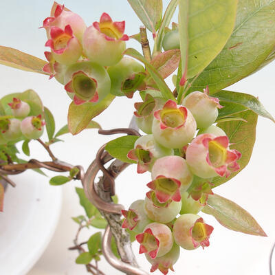 Vonkajšie bonsai - kanadská čučoriedka - Vaccinium corymbosum - 3