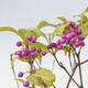 Vonkajšia bonsai - krásnoplodka - Callicarpa jap. Leucocarpa - 3/3