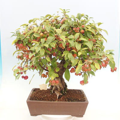 Vonkajší bonsai -Malus halliana - Maloplodá jabloň - 3