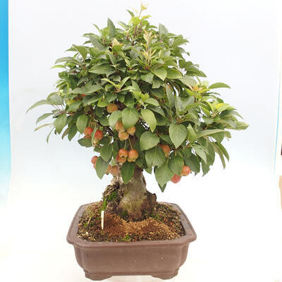 Vonkajší bonsai -Malus halliana - Maloplodá jabloň - 3