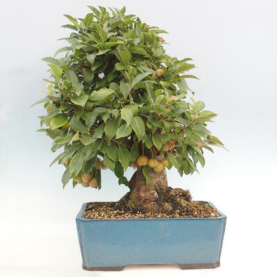 Vonkajší bonsai -Malus halliana - Maloplodá jabloň - 3