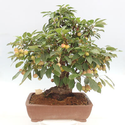 Vonkajší bonsai -Malus halliana - Maloplodá jabloň - 3