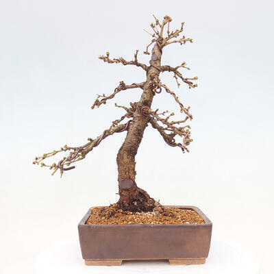 Vonkajší bonsai -Larix decidua - Smrekovec opadavý - 3