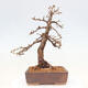 Vonkajší bonsai -Larix decidua - Smrekovec opadavý - 3/5