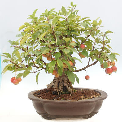 Vonkajší bonsai -Malus halliana - Maloplodá jabloň - 3