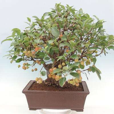 Vonkajší bonsai -Malus halliana - Maloplodá jabloň - 3