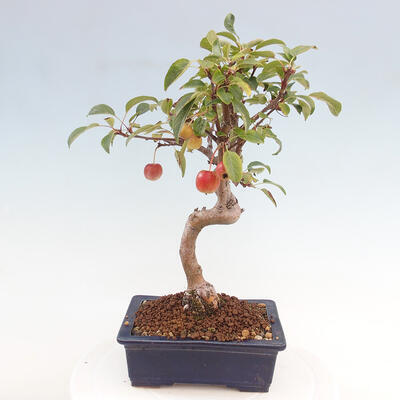 Vonkajší bonsai -Malus halliana - Maloplodá jabloň - 3