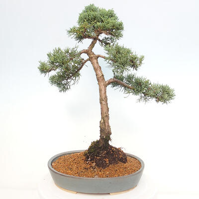 Vonkajšie bonsai - Juniperus chinensis Kishu -Jalovec čínsky - 3