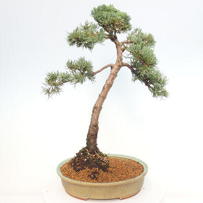 Vonkajšie bonsai - Juniperus chinensis Kishu -Jalovec čínsky - 3